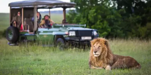 Lion in the foreground with tourists observing from a safari vehicle in the background.