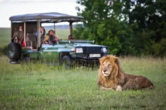 Lion in the foreground with Tourists Lion in the foreground with tourists observing from a safari vehicle in the background.