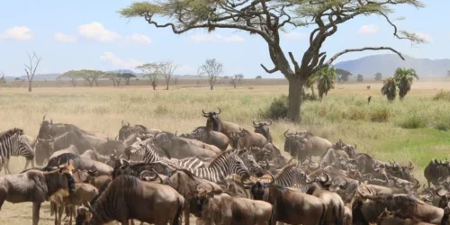 Un gruppo eterogeneo di gnu e zebre che attraversa il paesaggio della savana in un'avventura safari di 7 giorni in Tanzania.