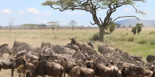 Great migration at a waterhole