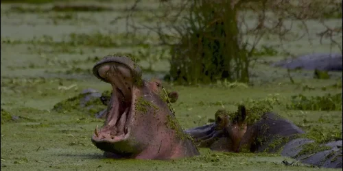 Ein Nilpferd mit weit geöffnetem Maul in einem mit grünen Algen bedeckten Gewässer