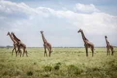 Kilidove-Tour-Safari-Tanzania-11 Kilidove-Tour-Safari-Tanzania-11