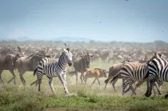 Kilidove-Tour-Safari-Tanzania-13 Kilidove-Tour-Safari-Tanzania-13