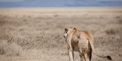 Solo Lioness in the Serengeti plain Captured