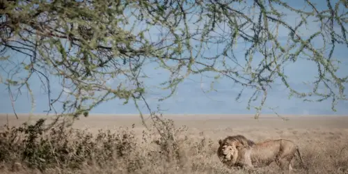 Male Lion walking and looking at our Cameraman