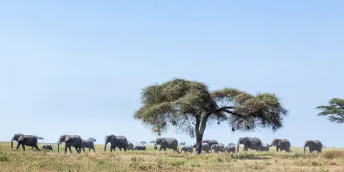 A Majestic Group of Elephant Roaming Around in Serengeti