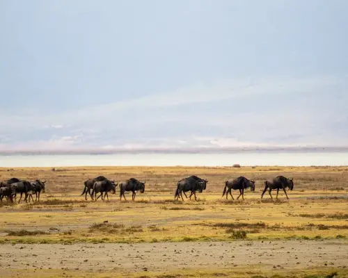Wildeest during dry season in the Ngorongoro Crater