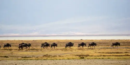 Ngorongoro Wildebeest