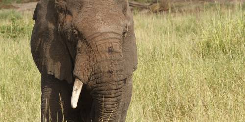 Elephants in Tarangire, Tanzania makes the park so special.
