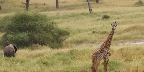 In North Tanzania, a giraffe and an elephant are seen standing in the grass on a 10-day safari adventure.
