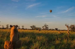 Lion and Hot Air Balloon Lion looking at a hot air balloon in a Central Serengeti at sunrise