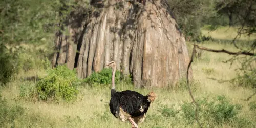 Male ostrich Tarangire
