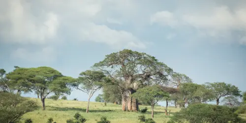 Landscape of Tarangire National park Tanzania
