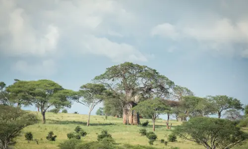 Landscape of Tarangire National park Tanzania