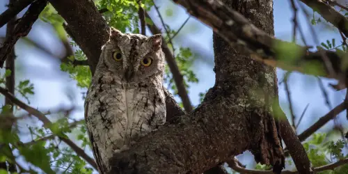 Owl Captured at Tarangire National