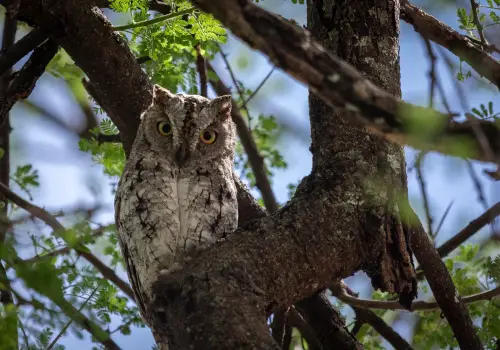 Owl Captured at Tarangire National