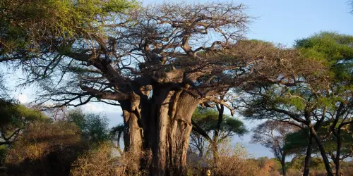 Baobab tree dry season Tarangire National Park