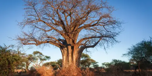 Baobab Tree, Tarangire National Park