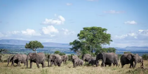 A group of animals seen during their migration in the plains of Mara river
