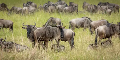 Kogatende plain in serengeti with Wildebeest