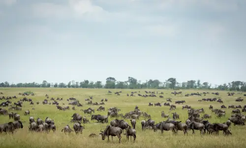 Kogatende Serengeti plain during a 9 days great migration safari in Tanzania