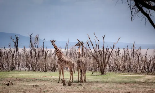 Two Giraffe Captured in Lake Manyara Giraffes during our Safari Tour