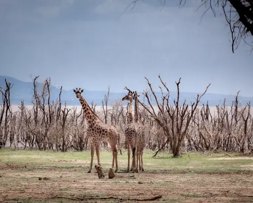 Two Giraffe Captured in Lake Manyara Giraffes during our Safari Tour