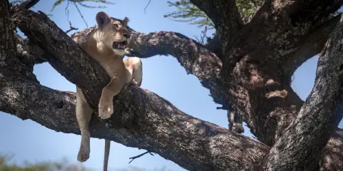 Climbing lion Tanzania - Ndutu