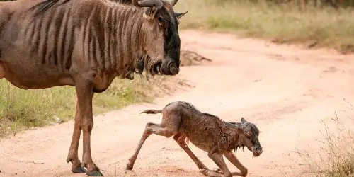 A newborn wildebeest calf standing in a grassy field during calving season, showcasing its soft fur and curious expression.
