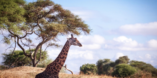 A giraffe sitting in a dry field, surrounded by grass, highlighting the wildlife experience in Maasai Mara.