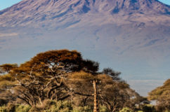 Giraffe and Kilimanjaro A giraffe stands in the savanna with Mount Kilimanjaro in the background