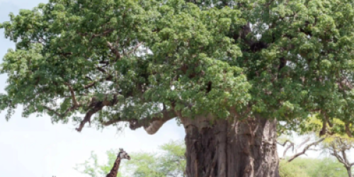 Two giraffes stand beneath a large baobab tree during a 4-day safari in Tanzania.