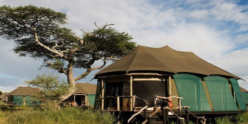 Luxury tents in a safari camp under an acacia tree with a blue sky