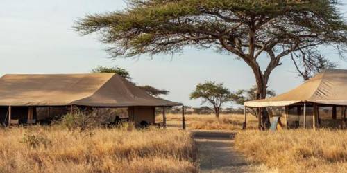 Safari tents under a large acacia tree in a Mawe Tented Camp