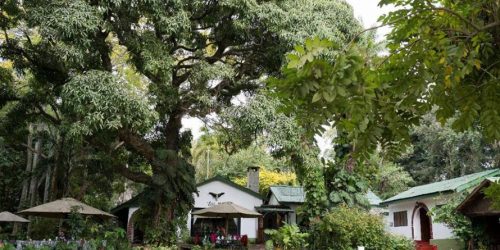 Beautiful Green Garden at Mount Meru Game Lodge
