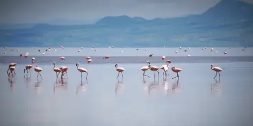 Flamingos are walking over the lake Natron