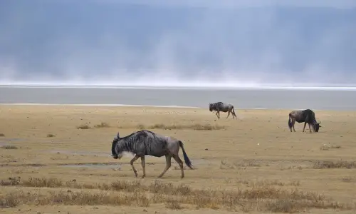wildebeest at Ngorongoro during dry season