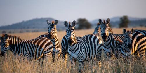 A Group of Amazing and beautiful Zebras at andBeyond Ngorongoro Crater Lodge