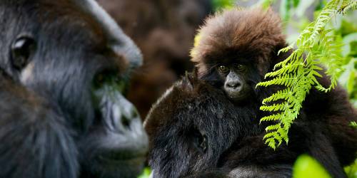 Two Rwanda gorillas sitting close together among green foliage in