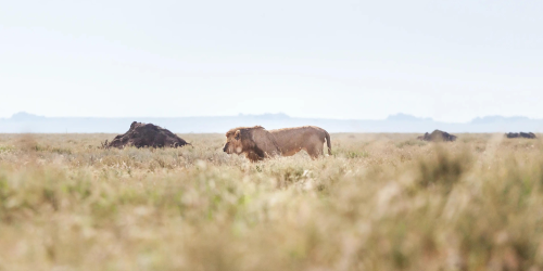 Lion on plains of Serengeti during a 6 days Tanzania safari