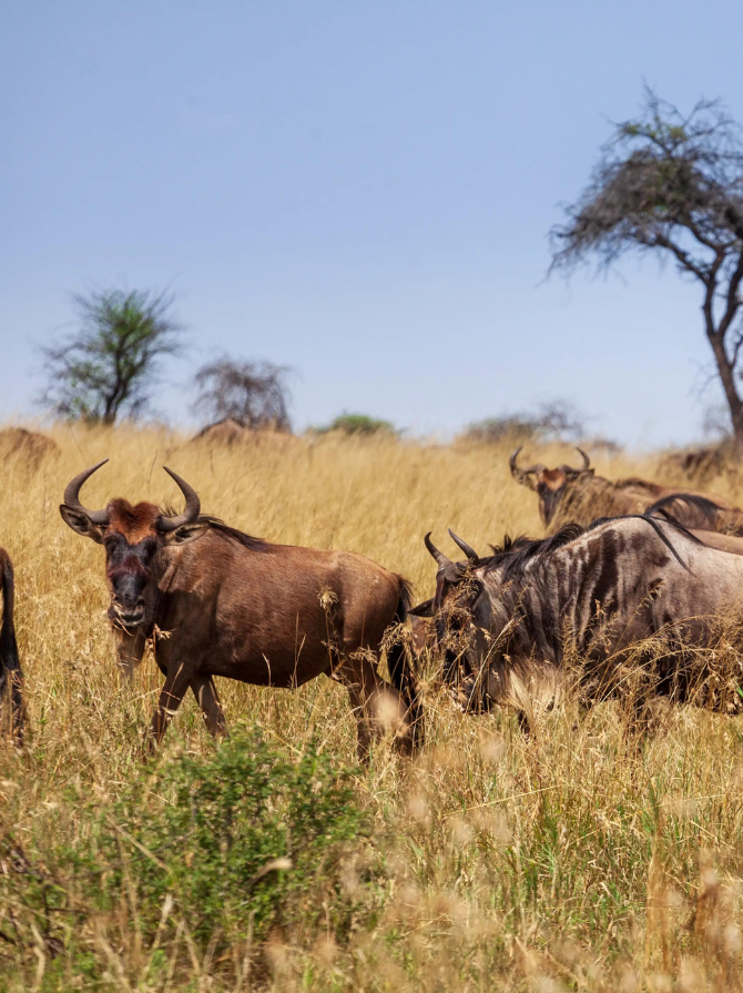 tanzania-safaris-personalitzeds